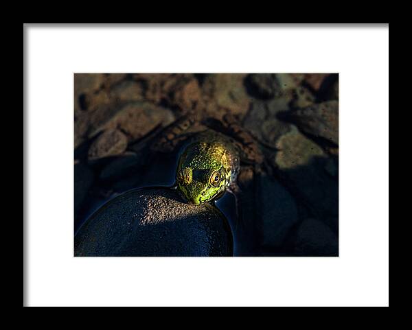 Animals Framed Print featuring the photograph Delaware River Frog by Amelia Pearn