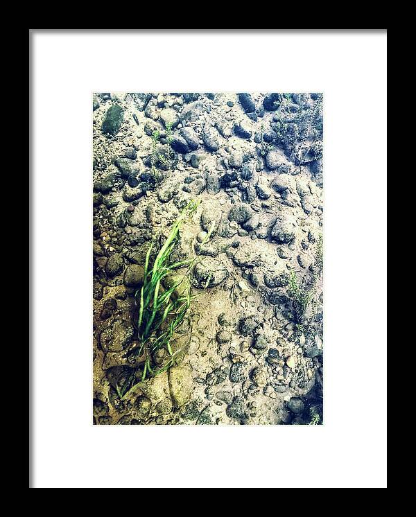 Water Framed Print featuring the photograph Delaware River Underwater Landscape by Amelia Pearn