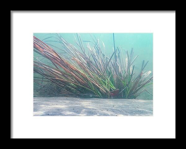 Underwater Framed Print featuring the photograph Delaware River Underwater Plants by Amelia Pearn