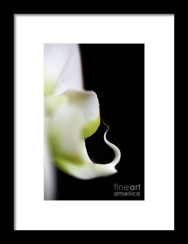 White Orchid Framed Print featuring the photograph Delicate orchid by Delphimages Photo Creations