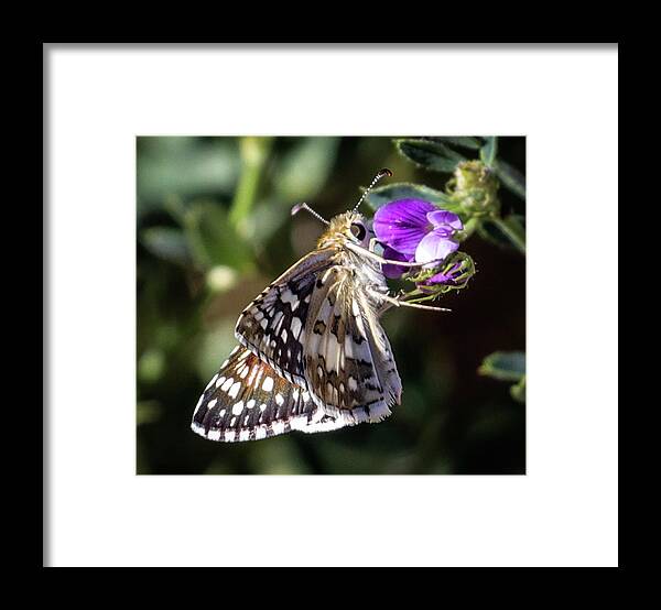Butterfly Framed Print featuring the photograph Delicate Beauty by Laura Putman