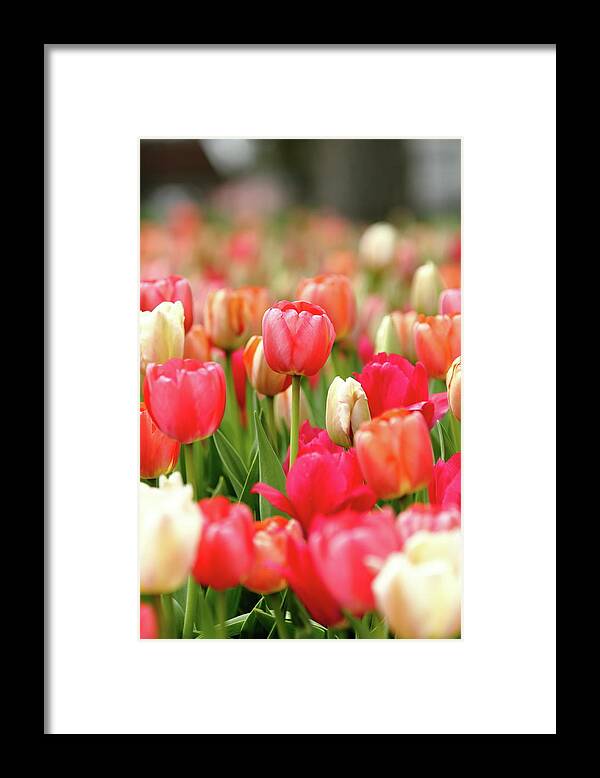 Nature Framed Print featuring the photograph Delicate by Lens Art Photography By Larry Trager