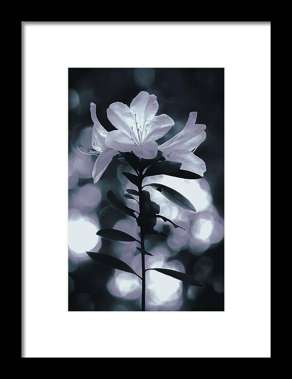 Flowers Framed Print featuring the photograph Delicate Trio by Mireyah Wolfe
