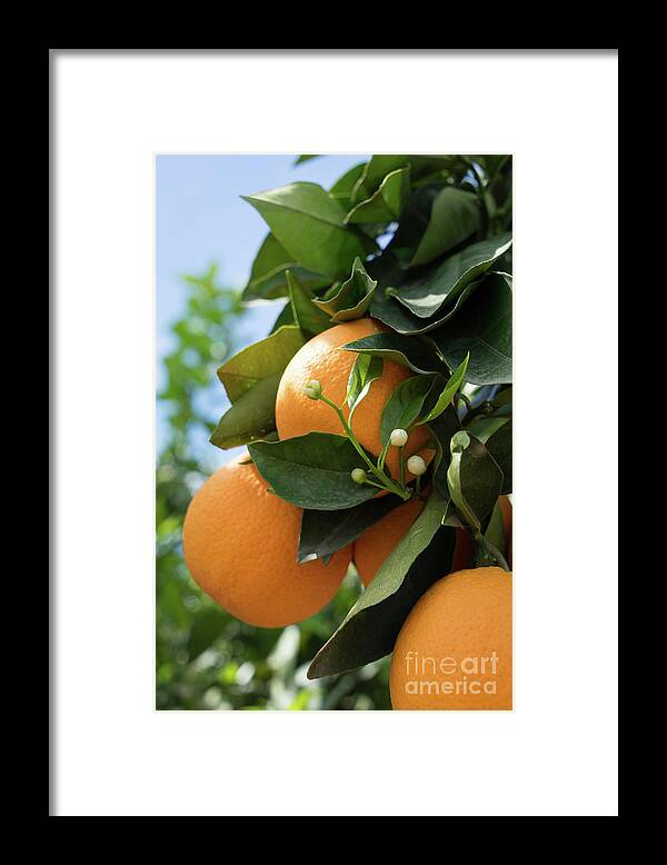 Orange Blossom Framed Print featuring the photograph Delicious oranges and white buds, orange blossom in Spain by Adriana Mueller