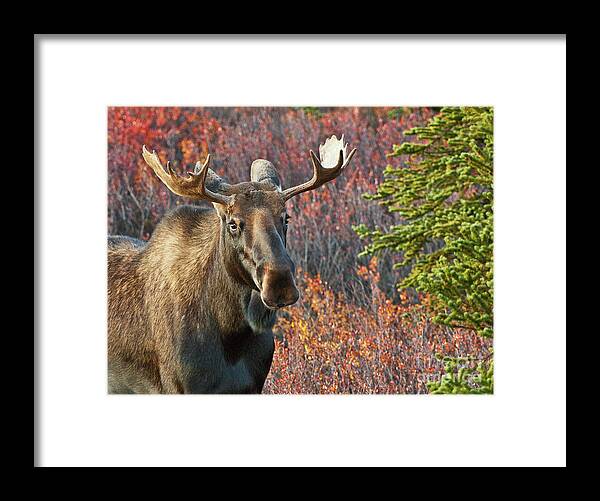 Alaska Framed Print featuring the photograph Denali Moose MO9092 by Mark Graf