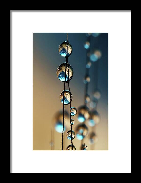 Water Framed Print featuring the photograph Denim Blue Grass Seed Drops by Sharon Johnstone