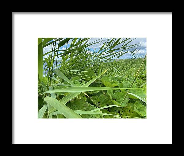 July Framed Print featuring the photograph Denmark Nature July by Colette V Hera Guggenheim