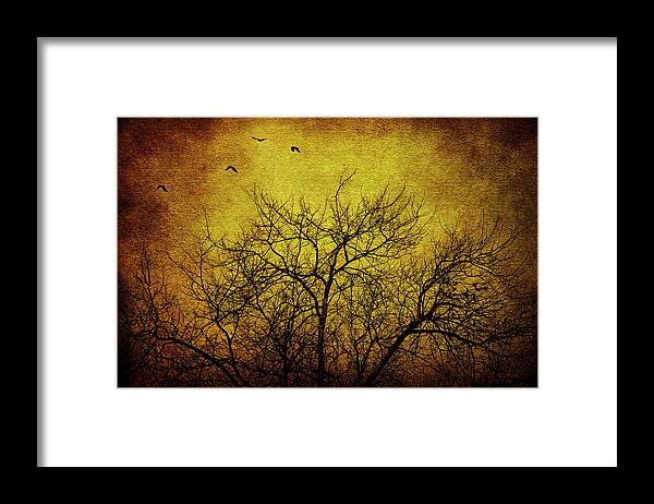 Tree Framed Print featuring the photograph Departed by Andrew Paranavitana