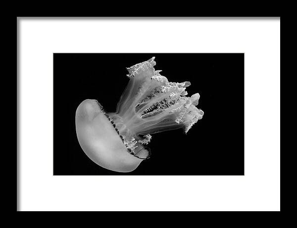 Aquarium Framed Print featuring the photograph Descent by Gina Cinardo