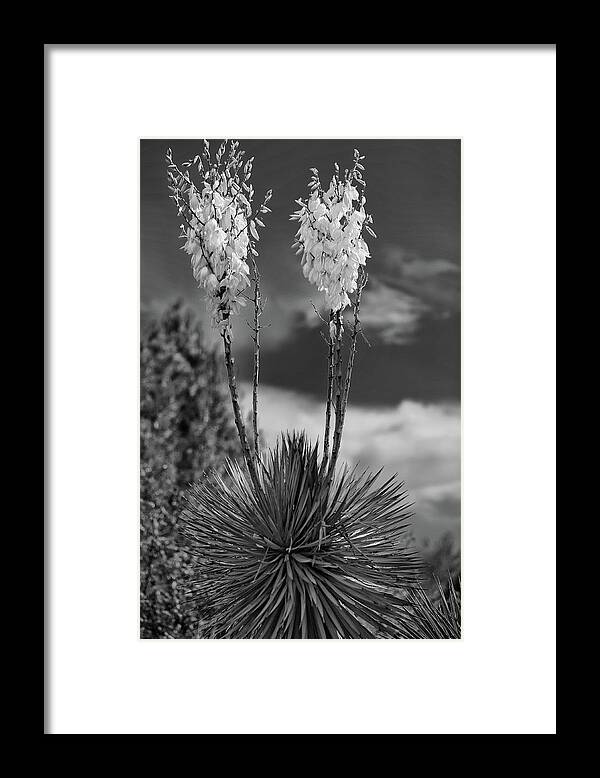 Black And White Framed Print featuring the photograph Desert bloom by Doug Wittrock