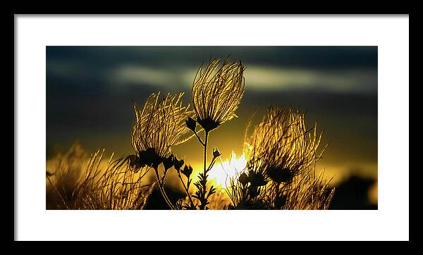 Tf-photography.com Framed Print featuring the photograph Desert Flowers at Sunset by Tommy Farnsworth