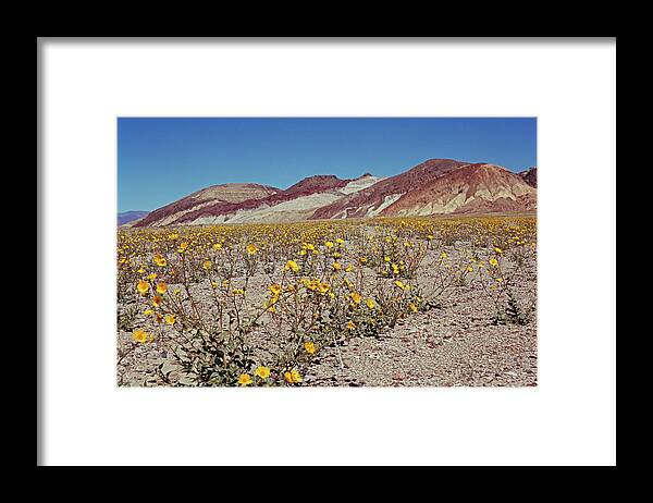 Tom Daniel Framed Print featuring the photograph Desert Gold Super Bloom by Tom Daniel