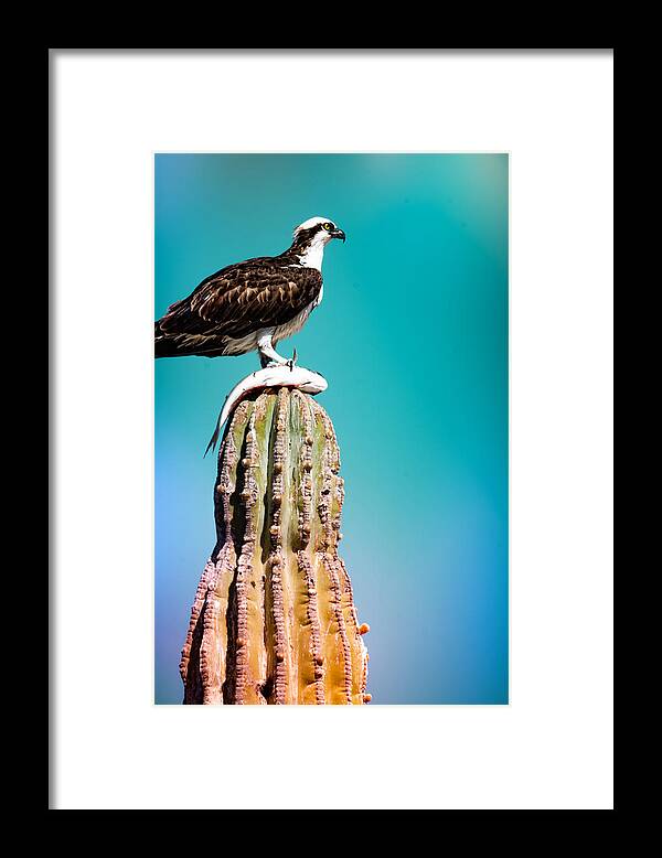 Desert Framed Print featuring the photograph Desert Hunter - An Osprey with its Prey by Bonny Puckett