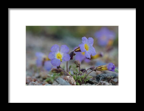 Fremont's Phacelia Framed Print featuring the photograph Desert Life by Margaret Pitcher