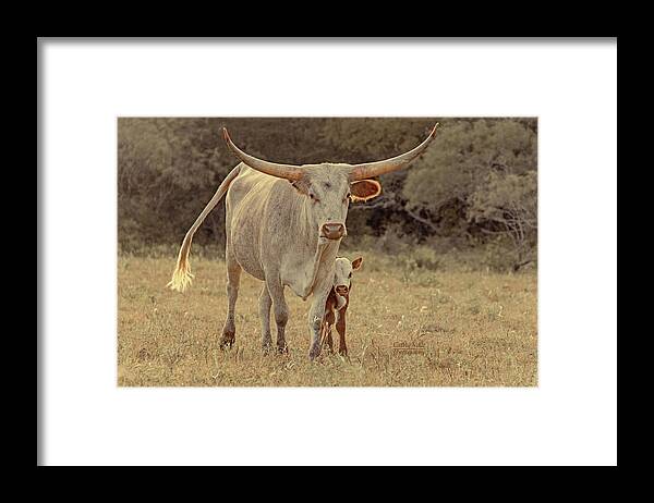 Texas Longhorns Wall Art Framed Print featuring the photograph Desert Moon Texas longhorn cow by Cathy Valle