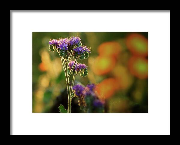 Arizona Wildflowers Framed Print featuring the photograph Desert Scorpion Weed by Gene Taylor