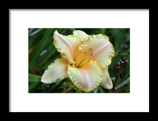 Daylily Framed Print featuring the photograph Desirable Daylily. by Terence Davis