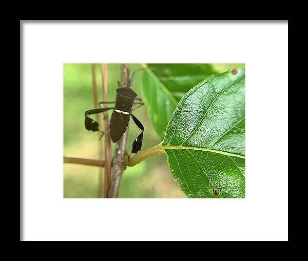 Bug Framed Print featuring the photograph Destination Bug by Catherine Wilson