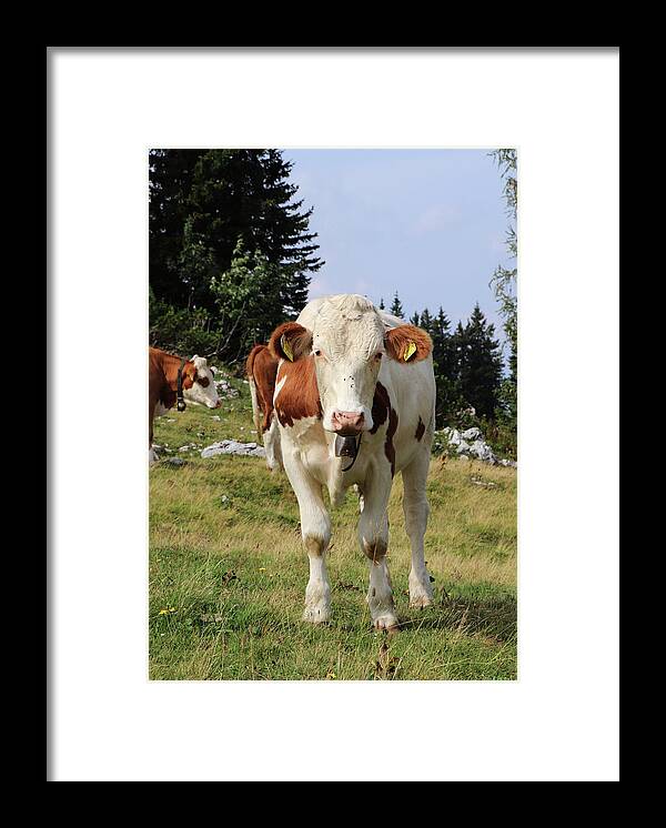 Hochkar Framed Print featuring the photograph Detail on Pinzgauer cattle cow on meadows in the Austrian Alps. beautiful brown and white organizes the freshest grass without harmful substances. Hochkar mountain, Austria by Vaclav Sonnek