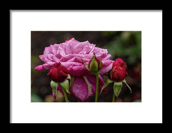 Rose Framed Print featuring the photograph Dew Drop Pink Rose by Arthur Oleary