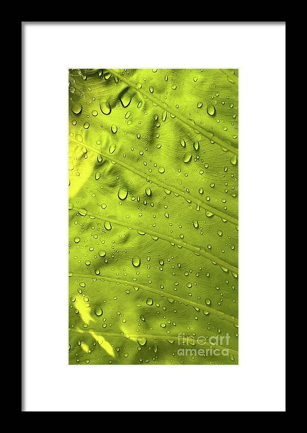 Sea Framed Print featuring the photograph Dew drops by Michael Graham