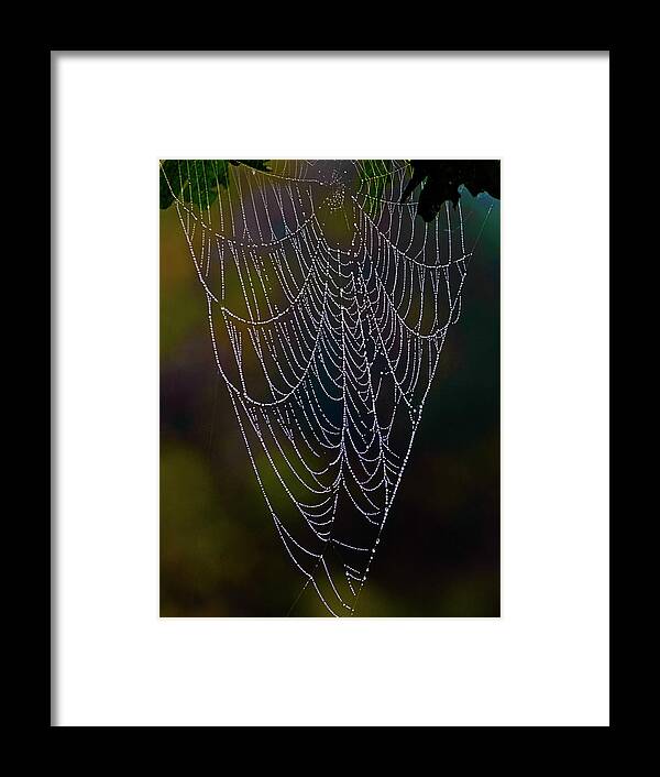 Dew Framed Print featuring the photograph Dew on a Spider Web - Washington, West Virginia by David Morehead