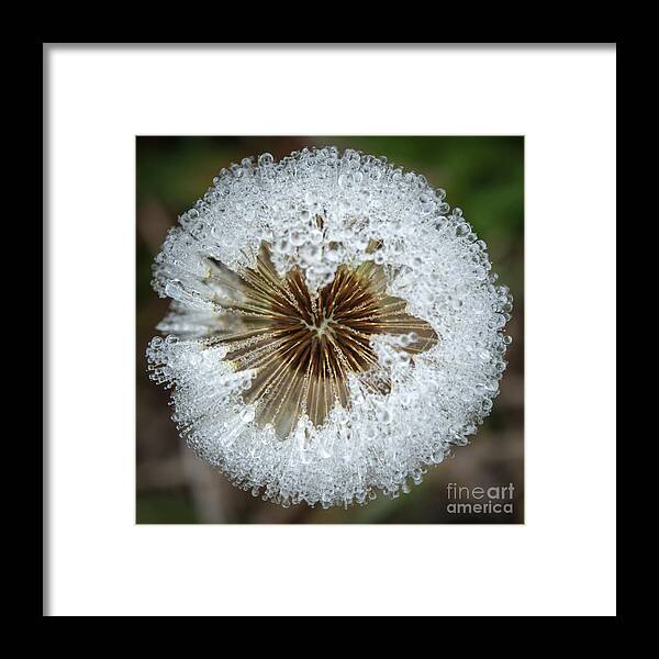 Closeup Framed Print featuring the photograph Dewy Diamond Dandelion 9 of 12 by Cheryl McClure
