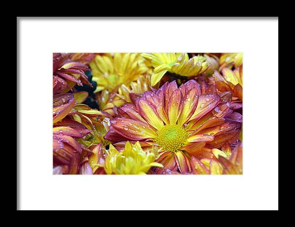 Daisy Framed Print featuring the photograph Dewy Pink and Yellow Daisies 1 by Amy Fose