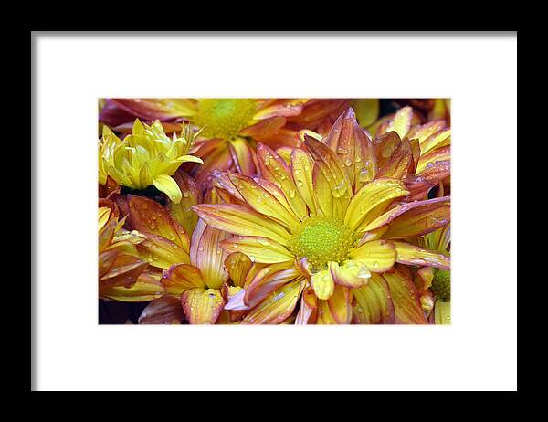 Daisy Framed Print featuring the photograph Dewy Pink and Yellow Daisies 2 by Amy Fose