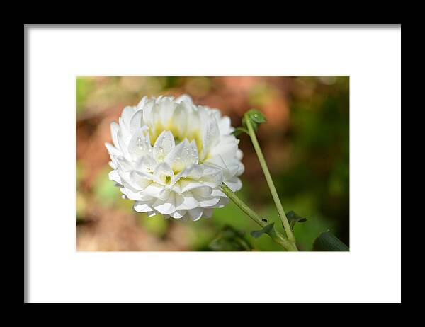 Dahlia Framed Print featuring the photograph Dewy White Dahlia by Amy Fose