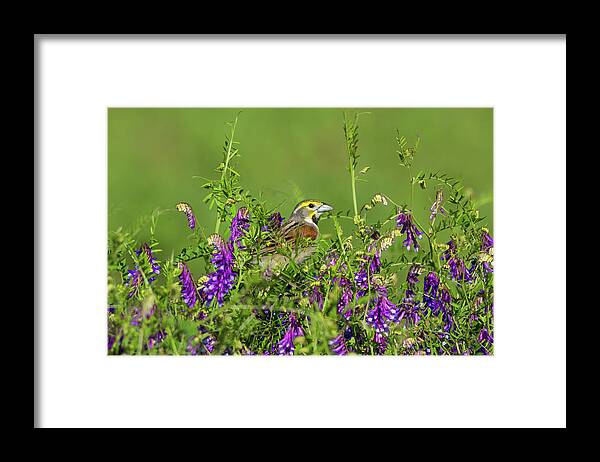 Birds Framed Print featuring the photograph Dickcissel - 8256 by Jerry Owens