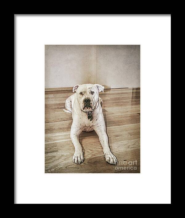Dog Framed Print featuring the photograph Did I Do Something Wrong? by Elaine Teague