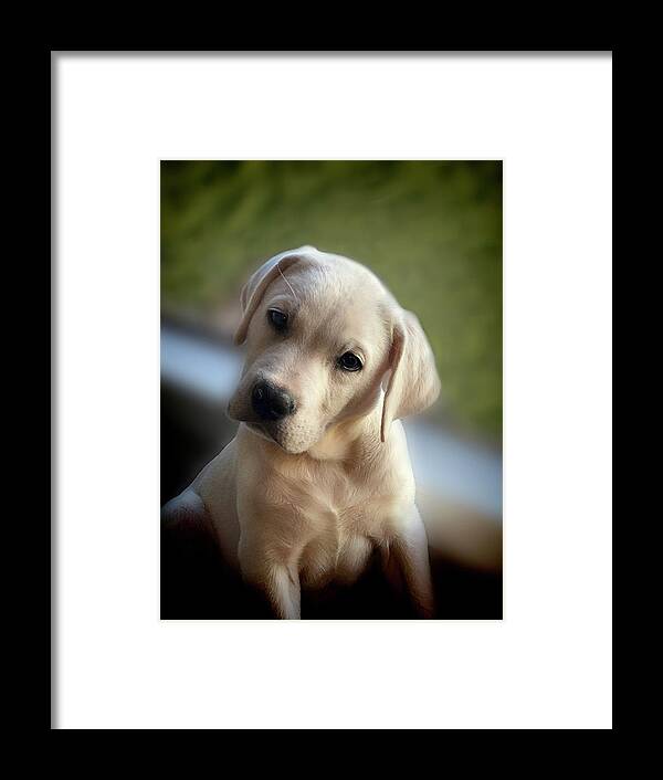 Labrador Framed Print featuring the photograph Did you say bacon? by Waterdancer