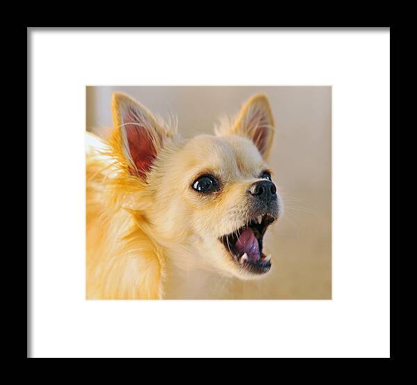 Pets Framed Print featuring the photograph Diego with open mouth by Picture by Tambako the Jaguar