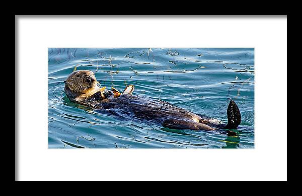 Kj Swan Aquatic Animals Framed Print featuring the photograph Dining Al Fresco - Sea Otter by KJ Swan