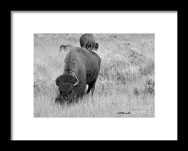 Buffalo Framed Print featuring the photograph Dinner TIme by Debby Pueschel