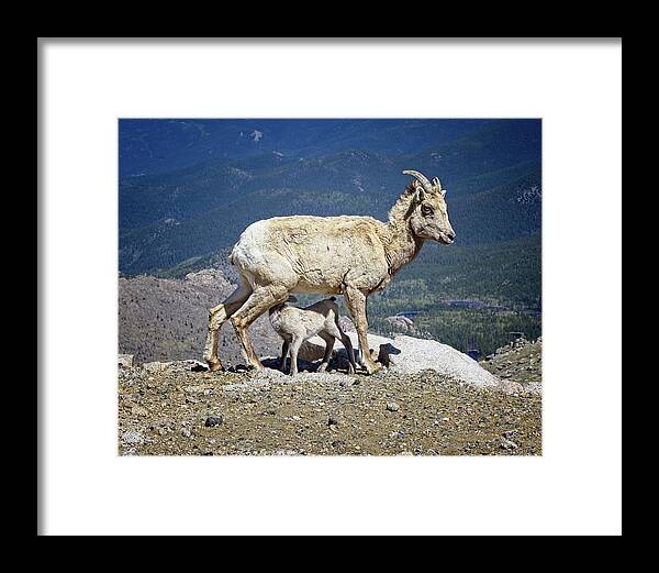Colorado Framed Print featuring the photograph Dinner Time by Ronald Lutz