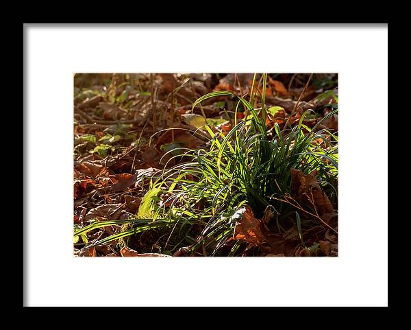 Directional Light Framed Print featuring the photograph Directional Light Background by Sandra J's