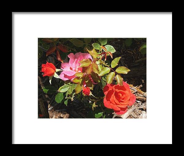 Roses Framed Print featuring the photograph Disney Roses Four by Brian Watt