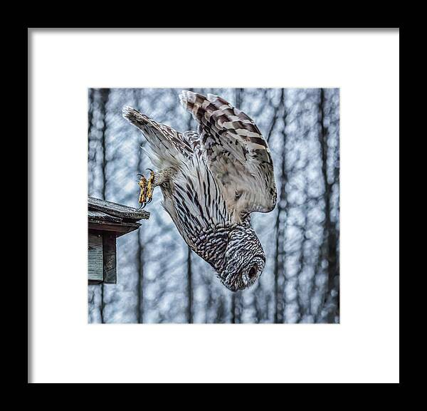 Barred Owl Framed Print featuring the photograph Dive by Brad Bellisle
