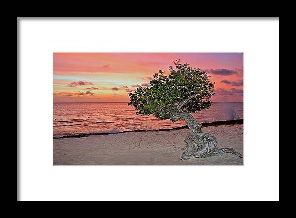 Aruba Framed Print featuring the photograph Divi Divi Aruba by DJ Florek
