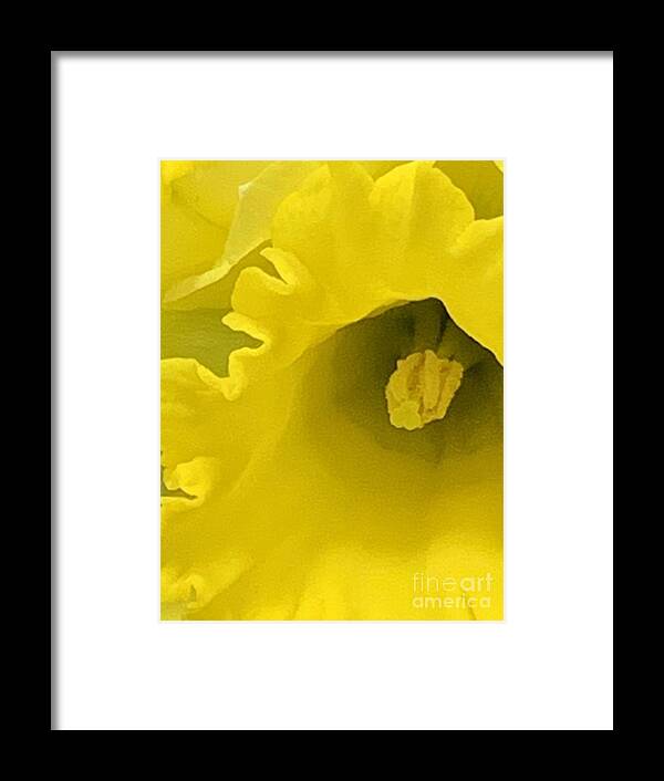 Daffodil Framed Print featuring the photograph Divinely Golden by Tiesa Wesen