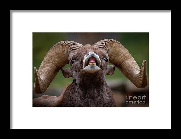 Bighorn Framed Print featuring the photograph Do I Have Something in My Teeth by Dlamb Photography