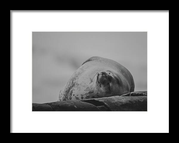 03feb20 Framed Print featuring the photograph Do Not Awaken - Makes Me Crabby BW by Jeff at JSJ Photography
