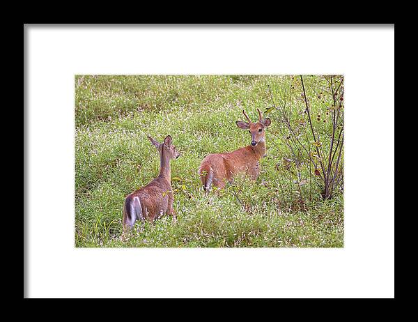 Whitetail Deer Framed Print featuring the photograph Doe Eyed by Susan Rissi Tregoning