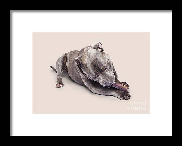 Pets Framed Print featuring the photograph Dog eating chew toy by Jorgo Photography