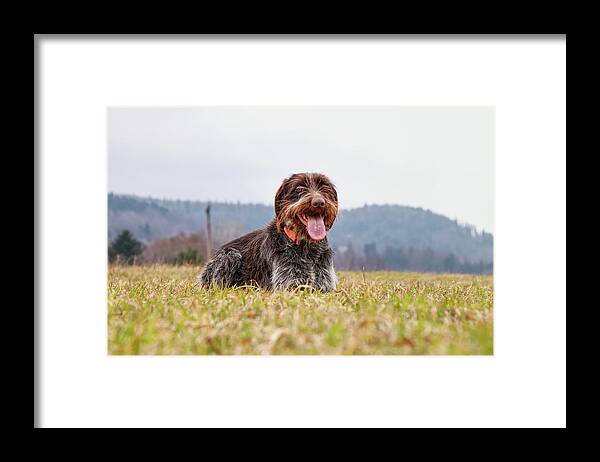 Bohemian Wire Framed Print featuring the photograph Bohemian Wire is relaxing by Vaclav Sonnek