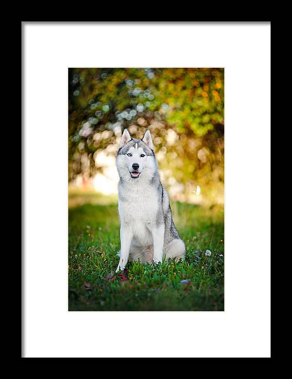 Grass Framed Print featuring the photograph Dog Husky Sits And Looks At The Camera by Ksuksa