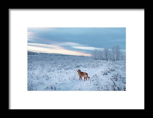 Dog Framed Print featuring the photograph Dog in an Alberta winter pasture by Karen Rispin
