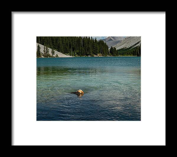 Dog Framed Print featuring the photograph Dog in Elbow Lake, Alberta by Phil And Karen Rispin